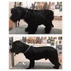 Unternehmen 7 Bild HUNDEFRISEUR FRIESENPLATZ ???? Zoohandlung am Köln NW