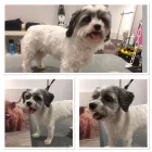 Unternehmen 8 Bild HUNDEFRISEUR FRIESENPLATZ ???? Zoohandlung am Köln NW