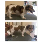 Unternehmen 9 Bild HUNDEFRISEUR FRIESENPLATZ ???? Zoohandlung am Köln NW