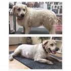 Unternehmen 10 Bild HUNDEFRISEUR FRIESENPLATZ ???? Zoohandlung am Köln NW