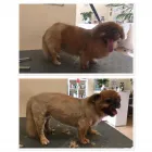 Unternehmen 11 Bild HUNDEFRISEUR FRIESENPLATZ ???? Zoohandlung am Köln NW