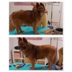 Unternehmen 12 Bild HUNDEFRISEUR FRIESENPLATZ ???? Zoohandlung am Köln NW