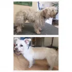 Unternehmen 13 Bild HUNDEFRISEUR FRIESENPLATZ ???? Zoohandlung am Köln NW