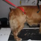 Unternehmen 5 Bild HUNDESALON FELL FEIN MIT MOBILER TIERBETREUUNG Zoohandlung am Mannheim BW