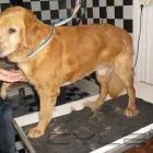 Unternehmen 6 Bild HUNDESALON FELL FEIN MIT MOBILER TIERBETREUUNG Zoohandlung am Mannheim BW