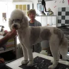 Unternehmen 7 Bild HUNDESALON FELL FEIN MIT MOBILER TIERBETREUUNG Zoohandlung am Mannheim BW