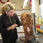 Unternehmen 1 Bild HUNDESALON MELANIE OSTENDORF Zoohandlung am Essen NW