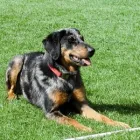 Unternehmen 25 Bild HUNDESCHULE GREH Zoohandlung am Berlin BE