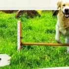 Unternehmen 1 Bild HUNDETRAINERIN NICOLE SCHWARZE Zoohandlung am Erkelenz NW