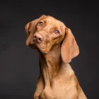 Unternehmen 1 Bild KATZENBETREUUNG UND HUNDEBETREUUNG IN ERKELENZ UND UMGEBUNG Zoohandlung am Erkelenz NW