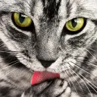 Unternehmen 3 Bild KATZENBETREUUNG UND HUNDEBETREUUNG IN ERKELENZ UND UMGEBUNG Zoohandlung am Erkelenz NW