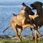 Unternehmen 2 Bild KÖBER GMBH Zoohandlungen am Bochum NW