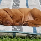 Unternehmen 1 Bild MAGYAR VIZSLA VOM HAMBURGER ELBSTRAND Zoohandlung am Norderstedt SH