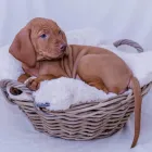 Unternehmen 3 Bild MAGYAR VIZSLA VOM HAMBURGER ELBSTRAND Zoohandlung am Norderstedt SH