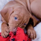 Unternehmen 4 Bild MAGYAR VIZSLA VOM HAMBURGER ELBSTRAND Zoohandlung am Norderstedt SH
