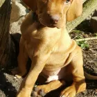 Unternehmen 8 Bild MAGYAR VIZSLA VOM HAMBURGER ELBSTRAND Zoohandlung am Norderstedt SH