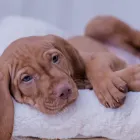 Unternehmen 10 Bild MAGYAR VIZSLA VOM HAMBURGER ELBSTRAND Zoohandlung am Norderstedt SH