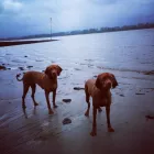 Unternehmen 1 Bild MAGYAR VIZSLA VOM HAMBURGER ELBSTRAND Zoohandlung am Norderstedt SH