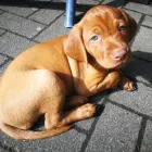 Unternehmen 8 Bild MAGYAR VIZSLA VOM HAMBURGER ELBSTRAND Zoohandlung am Norderstedt SH