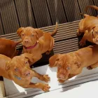 Unternehmen 17 Bild MAGYAR VIZSLA VOM HAMBURGER ELBSTRAND Zoohandlung am Norderstedt SH