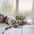 Unternehmen 1 Bild MOBILE HUNDESCHULE MÜLLER Zoohandlung am Wegberg NW