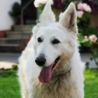 Unternehmen 2 Bild MOBILE HUNDESCHULE MÜLLER Zoohandlung am Wegberg NW