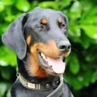 Unternehmen 3 Bild MOBILE HUNDESCHULE MÜLLER Zoohandlung am Wegberg NW