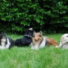 Unternehmen 5 Bild MOBILE HUNDESCHULE MÜLLER Zoohandlung am Wegberg NW
