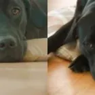 Unternehmen 7 Bild MOBILE HUNDESCHULE MÜLLER Zoohandlung am Wegberg NW