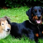 Unternehmen 8 Bild MOBILE HUNDESCHULE MÜLLER Zoohandlung am Wegberg NW