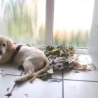 Unternehmen 9 Bild MOBILE HUNDESCHULE MÜLLER Zoohandlung am Wegberg NW