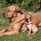 Unternehmen 10 Bild MOBILE HUNDESCHULE MÜLLER Zoohandlung am Wegberg NW
