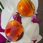 Unternehmen 2 Bild OPTIK MING BRILL Optiker am Köln NW