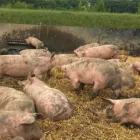 Unternehmen 4 Bild OTTO VELTEN METZGEREI & PARTYSERVICE Veranstalter am Essen NW