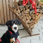 Unternehmen 4 Bild REICO-VITAL VERTRIEBSPARTNER NINA SACHS Zoohandlungen am Werdohl NW