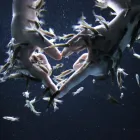 Unternehmen 3 Bild RELAXED FEET FISH SPA KÖLN Kosmetiksalons am Köln NW