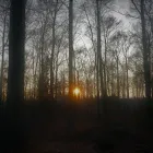 Unternehmen 6 Bild ROMANOWSKI GARTEN- UND LANDSCHAFTSBAU Produktion und Vertrieb von Pflanzen am Remscheid NW