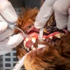 Unternehmen 2 Bild TIERARZTPRAXIS DÜSSELPFOTEN DR. HOELPER & DR. WUCHERT | TIERARZT DÜSSELDORF Ärzte am Düsseldorf NW