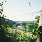Unternehmen 4 Bild WEINGUT STADT STUTTGART Weinhändler und -Importeur am Stuttgart BW
