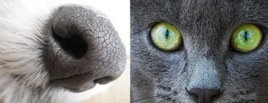 Unternehmen 1 Bild BALTES UND DR. FEITH | TIERARZT PRAXIS IN KÖLN Ärzte am Köln NW