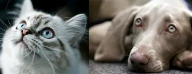 Unternehmen 2 Bild BALTES UND DR. FEITH | TIERARZT PRAXIS IN KÖLN Ärzte am Köln NW