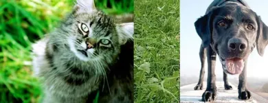 Unternehmen 3 Bild BALTES UND DR. FEITH | TIERARZT PRAXIS IN KÖLN Ärzte am Köln NW