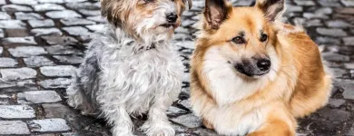 Unternehmen 4 Bild BALTES UND DR. FEITH | TIERARZT PRAXIS IN KÖLN Ärzte am Köln NW