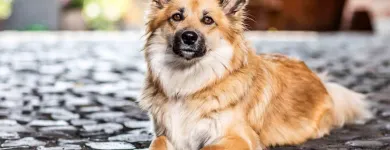 Unternehmen 5 Bild BALTES UND DR. FEITH | TIERARZT PRAXIS IN KÖLN Ärzte am Köln NW