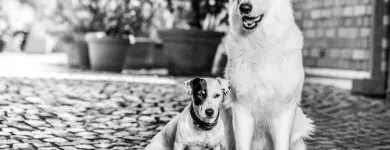 Unternehmen 7 Bild BALTES UND DR. FEITH | TIERARZT PRAXIS IN KÖLN Ärzte am Köln NW