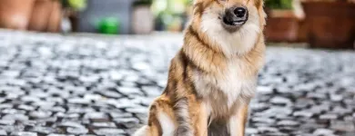 Unternehmen 8 Bild BALTES UND DR. FEITH | TIERARZT PRAXIS IN KÖLN Ärzte am Köln NW