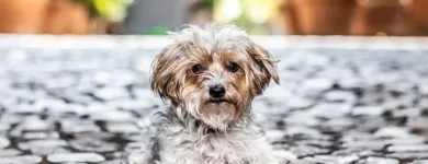 Unternehmen 9 Bild BALTES UND DR. FEITH | TIERARZT PRAXIS IN KÖLN Ärzte am Köln NW