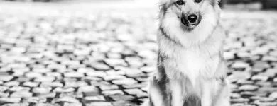 Unternehmen 10 Bild BALTES UND DR. FEITH | TIERARZT PRAXIS IN KÖLN Ärzte am Köln NW