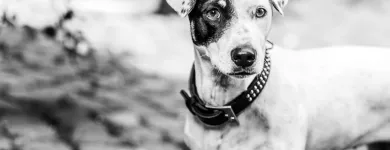 Unternehmen 13 Bild BALTES UND DR. FEITH | TIERARZT PRAXIS IN KÖLN Ärzte am Köln NW