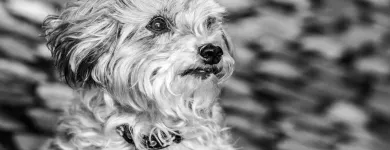 Unternehmen 14 Bild BALTES UND DR. FEITH | TIERARZT PRAXIS IN KÖLN Ärzte am Köln NW